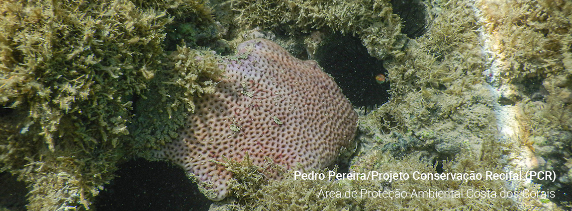 Área de Proteção Ambiental Costa dos Corais